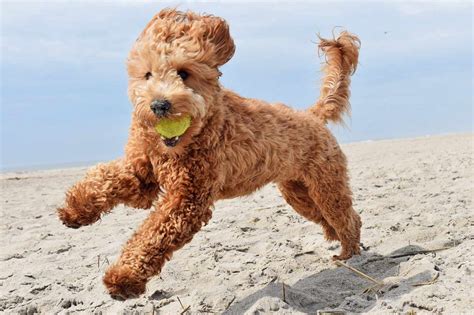 Goldendoodle Dog Breed Information And Characteristics Daily Paws