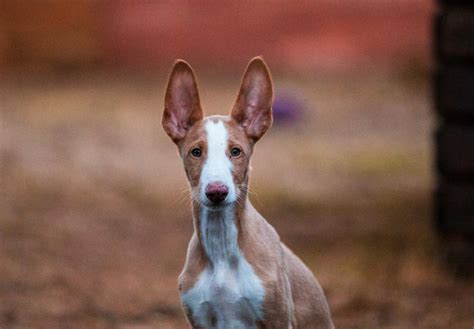 Search for pedigree puppies or rescue dogs for sale near you. Ibizan Hound Puppies For Sale - AKC PuppyFinder
