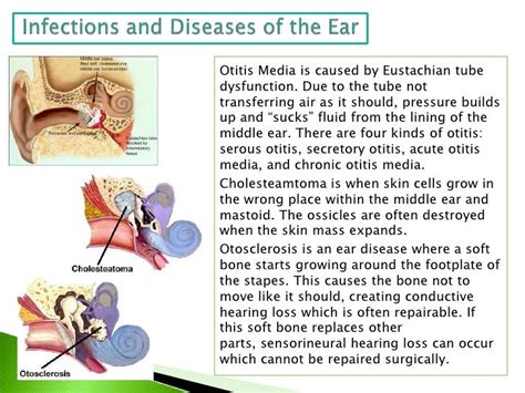 The Human Ear And Sound