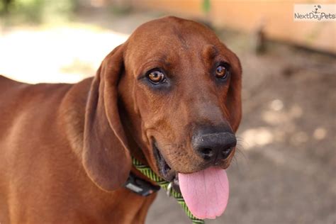 Redbone Coonhound Puppy For Sale Near Bakersfield California