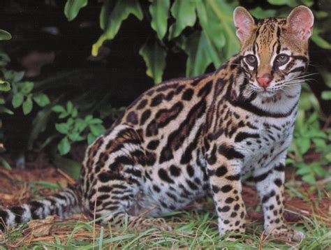 There are 38 species of cats on the planet. 10 Amazing Big Cats - Listverse