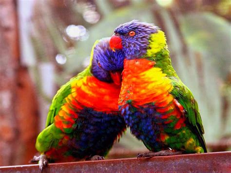 Burung jenis ini sangat cocok untuk kamu pelihara di rumah. Cara Berternak Burung Lovebird