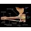 Muscles Of The Upper Arm  Biceps Triceps TeachMeAnatomy