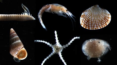 Marine Taxonomy Aquenal