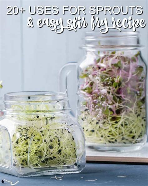 Easy Alfalfa Sprouts Recipe And 20 Uses For Sprouts