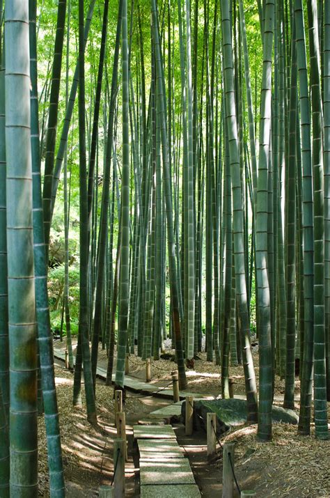 Bamboo By Shinnji Bamboo Garden Bamboo Forest Japan Landscape Forest