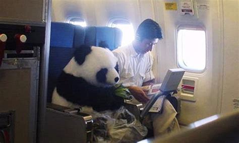 Shocking Panda Bear Hoax Photo Flying China Airlines Business Class From China To Us Fools