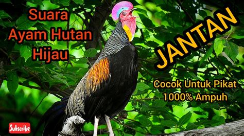 Ayam hutan kacukan pelbagai jenis dan peringkat usia. Suara Ayam Hutan Hijau (Jantan) - YouTube