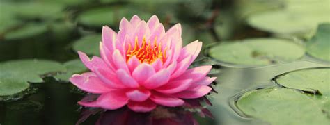Scarica questa immagine gratuita di fiore acquatici ninfee dalla vasta libreria di pixabay di immagini e video di pubblico dominio. Ninfee, i fiori acquatici che si possono coltivare anche a casa propria.