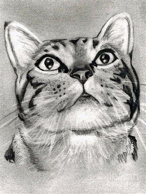 35 Cat Drawing Simple Realistic Aleya Wallpaper