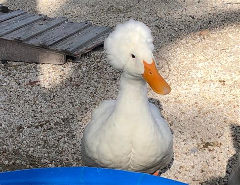 This Duck With An Afro Rfunny