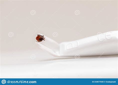 Removing Tick From Human Skin Stock Image Image Of Antibiotic Animal