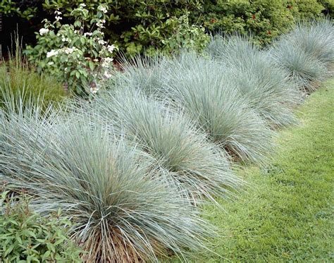 Helictotrichon Sempervirens Sapphire Blue Oat Grass