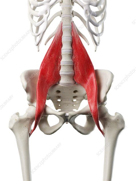 Psoas Major Muscle Illustration Stock Image F026 9343 Science Photo Library
