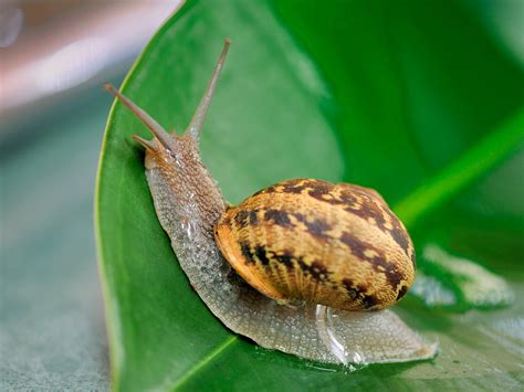 Snails Mollusks Wallpapers Hd Desktop And Mobile Backgrounds