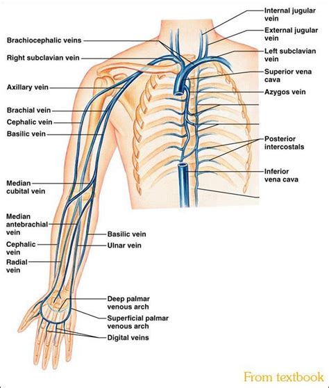 Image Result For Upper Limb Vein Medical Anatomy Interventional