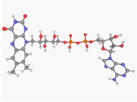 Flavin Adenine Dinucleotide Fad Molecule Photograph By Laguna Design