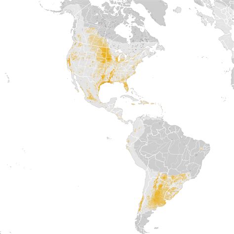 Pied Billed Grebe Abundance Map Pre Breeding Migration Ebird