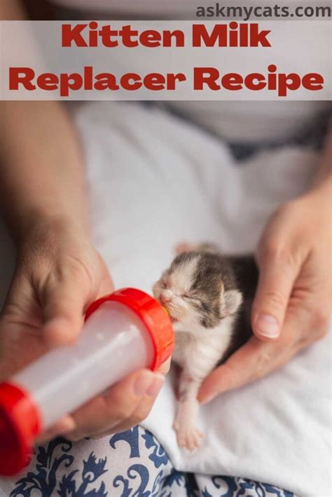 How To Prepare Homemade Kitten Milk Replacer 4 Recipes 2022