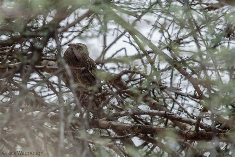 Eurasian Scops Owl Archives