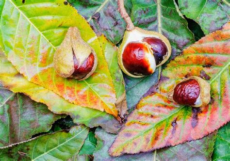 Indian Horse Chestnuts Amble Photographic Group