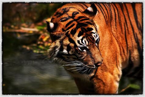 Das Schönste Tier Der Welt Foto And Bild Tiere Zoo Wildpark