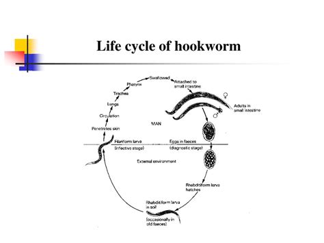 Hookworm Life Cycle Diagram B3e