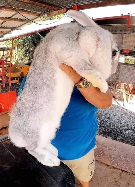 Flemish Giant Rabbit Rhumanforscale