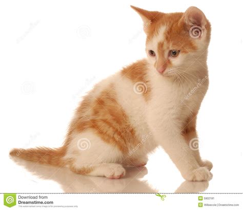 Orange And White Tabby Kitten Stock Image Image Of