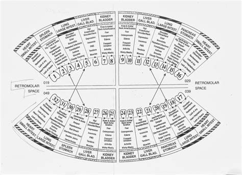 Teeth And Meridians Chart