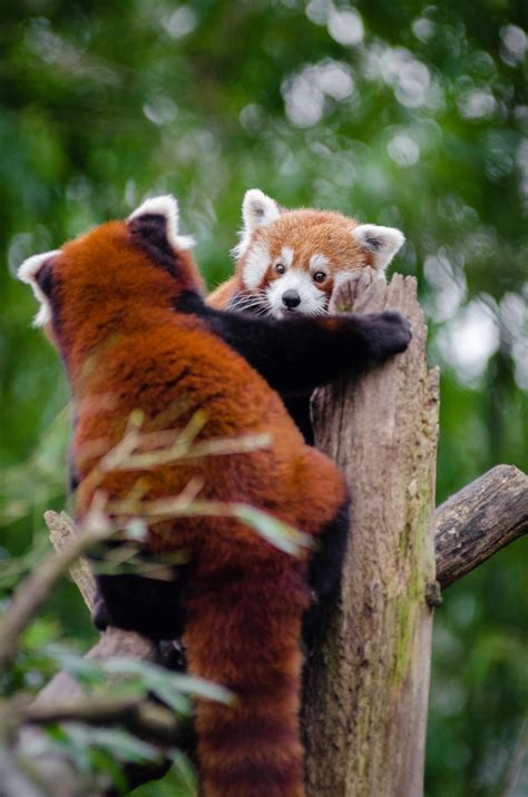Adorable Couple Of Red Pandas Free Stock Photo Public Domain Pictures