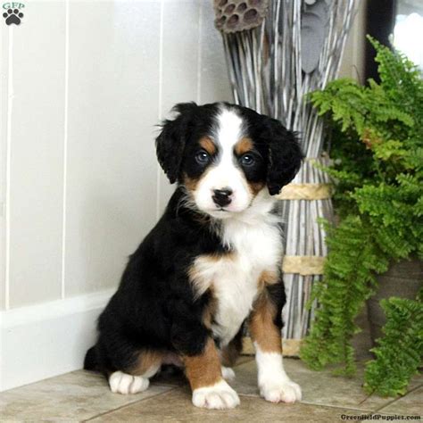 Explore 13 listings for bernese mountain dog puppies for sale at best prices. Mini Bernedoodle Puppies For Sale | Greenfield puppies ...