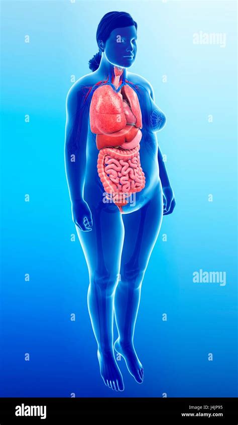 Illustration Of Female Internal Organs Stock Photo Alamy
