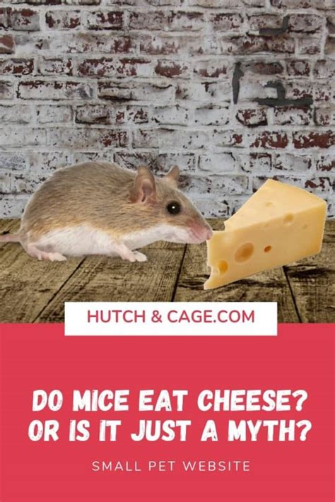 They're not really that picky in the wild. Can Mice Eat Cheese? Is It A Myth? | Hutch and Cage