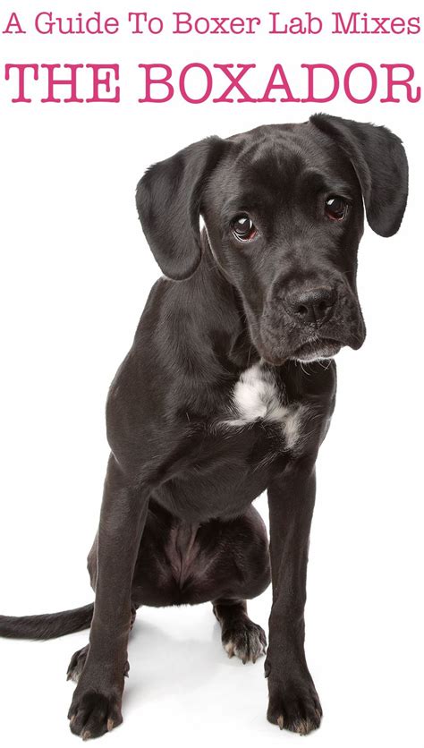 Boxer Lab Mix Your Complete Guide To The Boxador Boxer