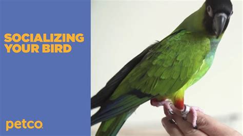How To Help Pet Birds Bond Petco Youtube