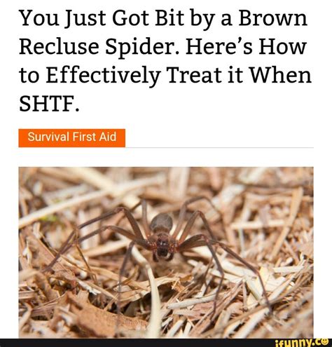 First Aid For Brown Recluse Spider Bite Images And Photos Finder