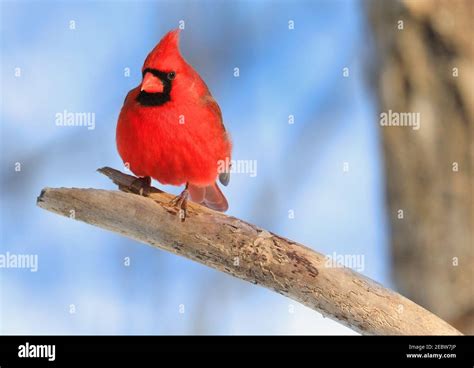 Northern Cardinal Sitting On A Branch In Winter Quebec Canada Stock