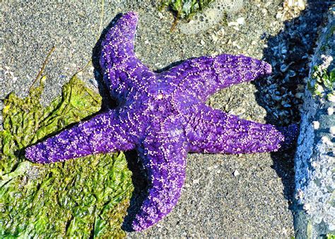 Purple Ochre Sea Star For Our Daily Challenge Spotted 28 Flickr