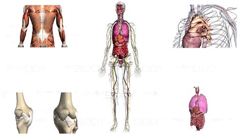 Human Anatomy Zygote Body 3d АНАТОМИЯ ЧЕЛОВЕКА Youtube