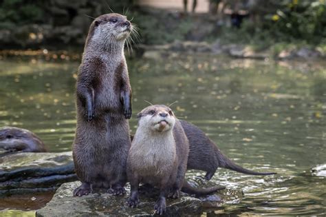 Otter Guide Where Do They Live What Do They Eat And How To Identify