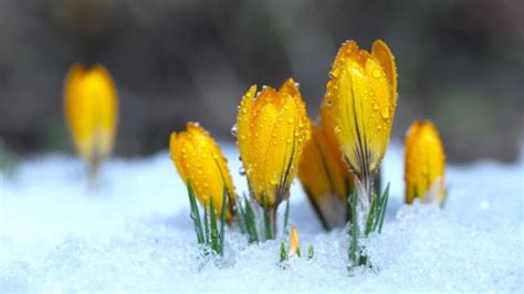 5 Flowers That Can Thrive In The Winter Experts Say