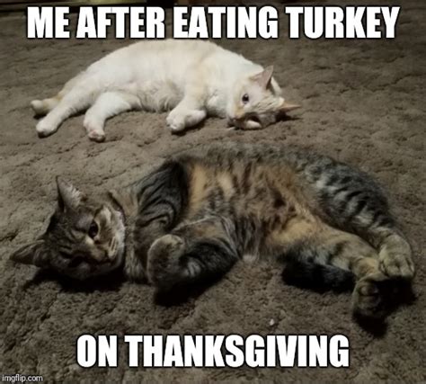 Sleepy Thanksgiving Cats Imgflip