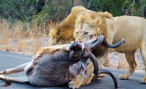 Tourists Watch On As Two Lions Attacked And Killed An Antelope On The