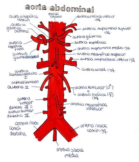 Arteria Aorta Abdominal Glomerulito Udocz
