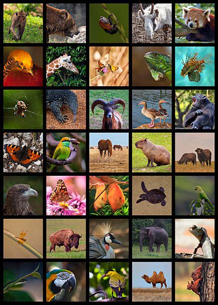 Zoo Animal Collage Stock Photos Pictures And Royalty Free Images Istock