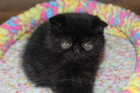 Exotic Shorthair Cats For Sale Aurora Co 194652