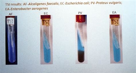 Solved Tsi Results Af Alcaligenes Faecalis Ec Escherichia Coli