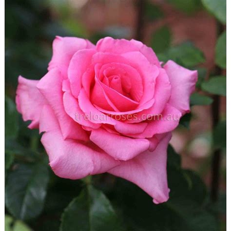 Eliza Shop Treloar Roses Premium Roses For Australian Gardens