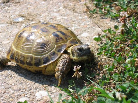 Filerussian Tortoise Wikipedia